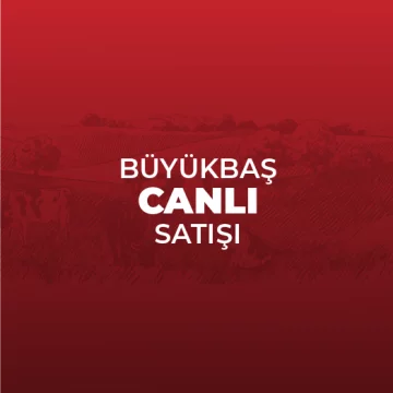 Büyükbaş Canlı Kg Satış Fiyatı