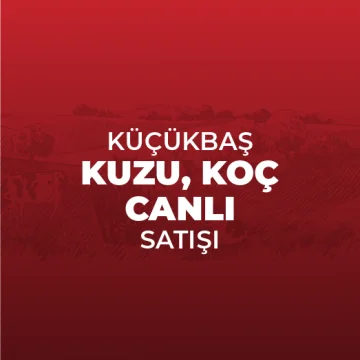 Küçükbaş Kuzu, Koç Canlı Kg Satış Fiyatı